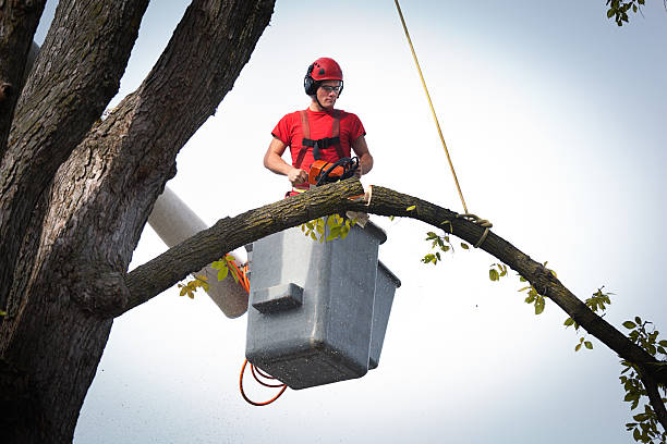 Best Tree Care Services  in USA